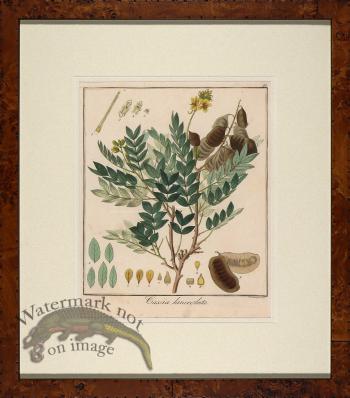 Hayne's Botanical in Burl 14